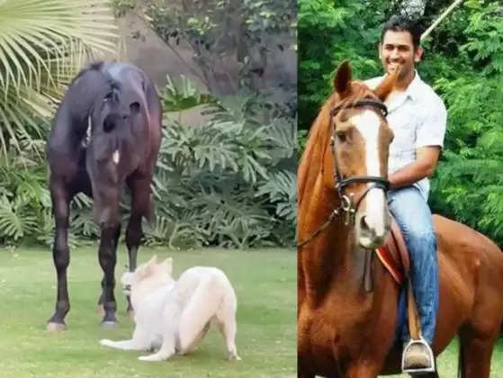 CSK के कप्तान एमएस धोनी ने अपने फार्महाउस में घोड़े को जोड़ा खरीदा; इसे ‘चेतक’ का नाम दिया