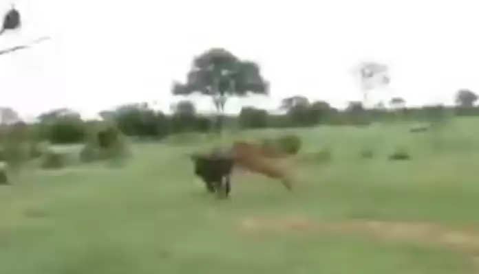 Lion attacked buffalo herd, see what happened in the video