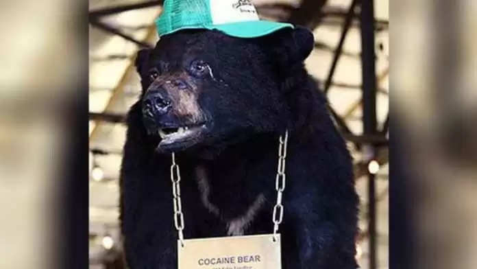 नशेड़ी भालू: थोड़ी बहुत नहीं खा गया पूरी 30 किलो कोकेन, फिर हुआ कुछ ऐसा