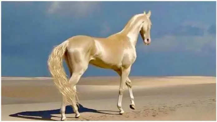 ये है ‘स्वर्ग का घोड़ा’, एक बार देखने के बाद लोगों की हटती नहीं नजर, जानें इसकी खासियत?