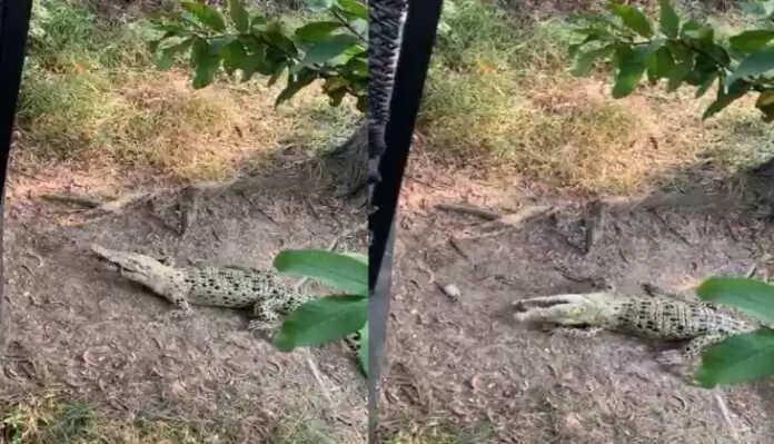 Crocodile bought disaster after eating live crab, see what happened to hunter in video