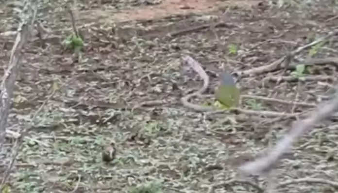 The battle of life between bird and snake, see who defeated in the video