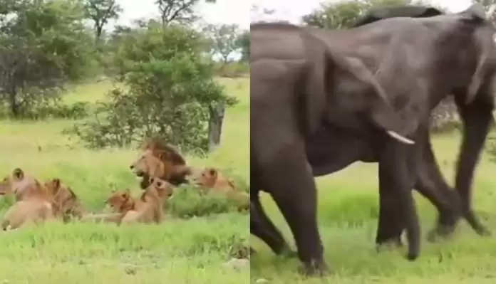 When elephant’s family reaches lions, see what happened in the video of the king of the jungle