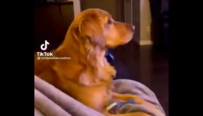 Video: Doggy watching TV and he did such a thing on seeing Villain