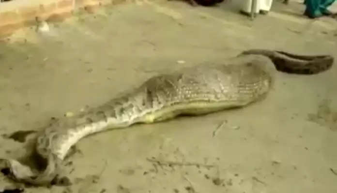 After swallowing the animal, this is how the condition of the python, will be stunned by watching the video
