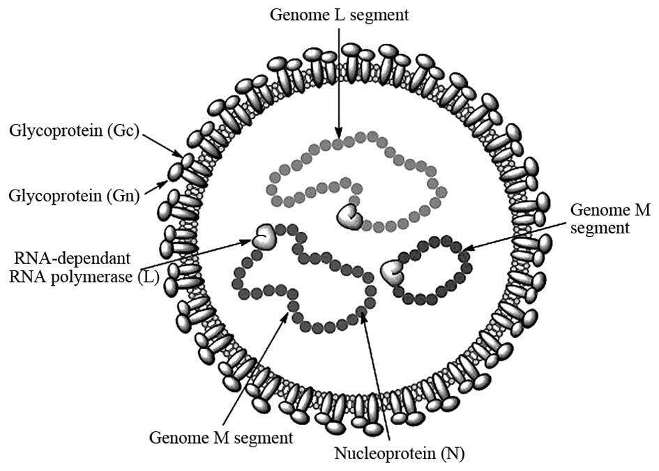 Major Symptoms and causes of Congo Fever