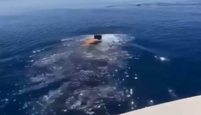 Sitting on the back of a shark, these people are seen doing amazing stunts in the middle of the sea, they will be shocked to see the video