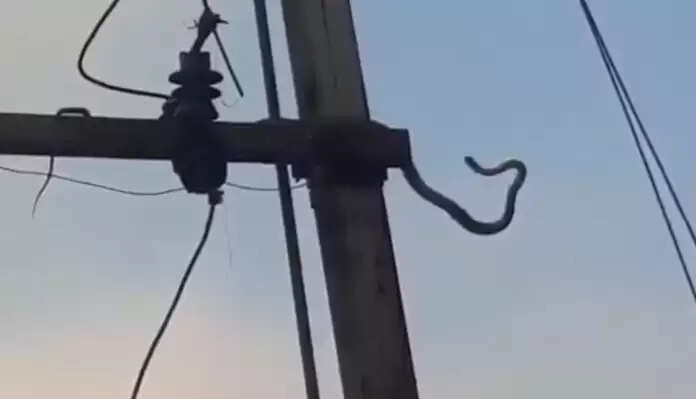 10 feet long snake climbed on an electric pole, see what happened in the video