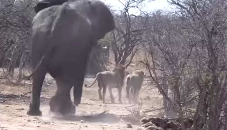 The lion was resting under the tree, then the elephant arrived, see what happened in the video