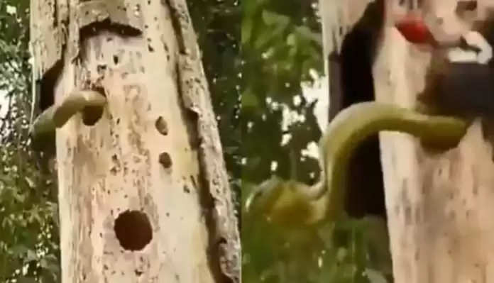 Snake enters tree tree for hunting, see how the woodpecker taught the lesson in the video