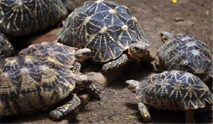 Two-headed turtle born in Malaysia, but something magical happned