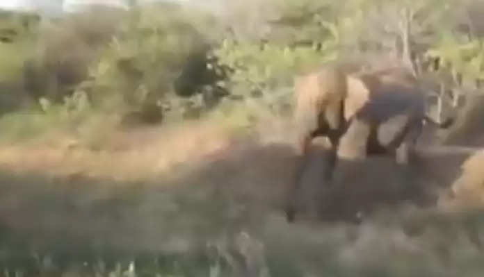The elephant’s eye fell on the man walking in the forest, see in the video how Gajraj got angry