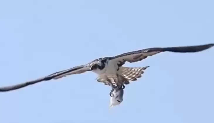The eagle caught in the sky by catching the fish with its claws, see what happened in the video
