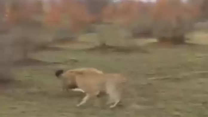 हिरण को अपना शिकार बनाने वाला था तेंदुआ, तभी पलट गई बाजी और फिर जो हुआ वीडियो देख चौंक जाएंगे