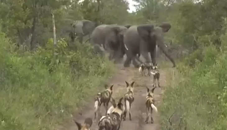 Wild dogs attacked elephant herd, see how Gajraj taught the lesson in the video