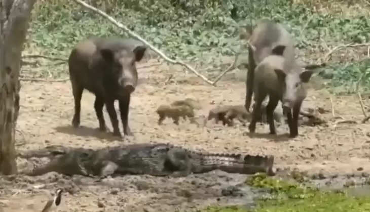 Wild boar clashed with crocodiles to save the lives of children, see what happened in the video