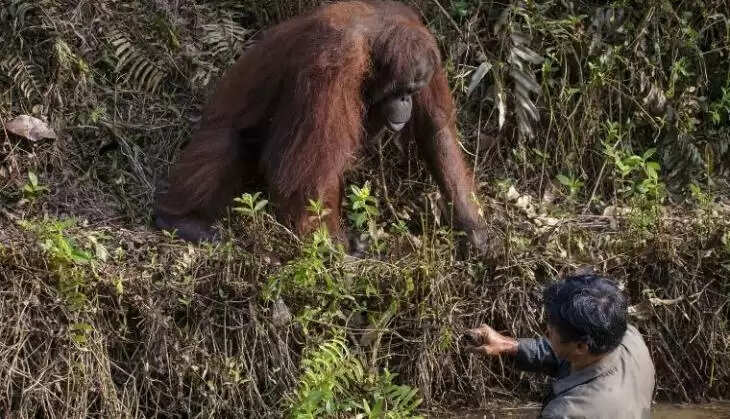 ygi