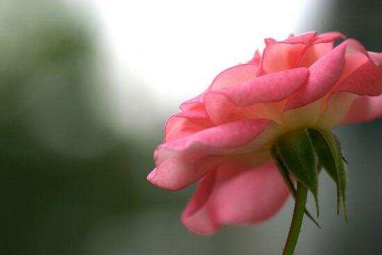 Here Are 5 Uses Of Rose Flower That Rejuvenate The Human Body In ...