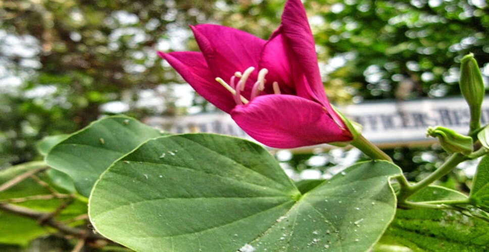 Effective Home Remedies for Treating Lumps and Boils