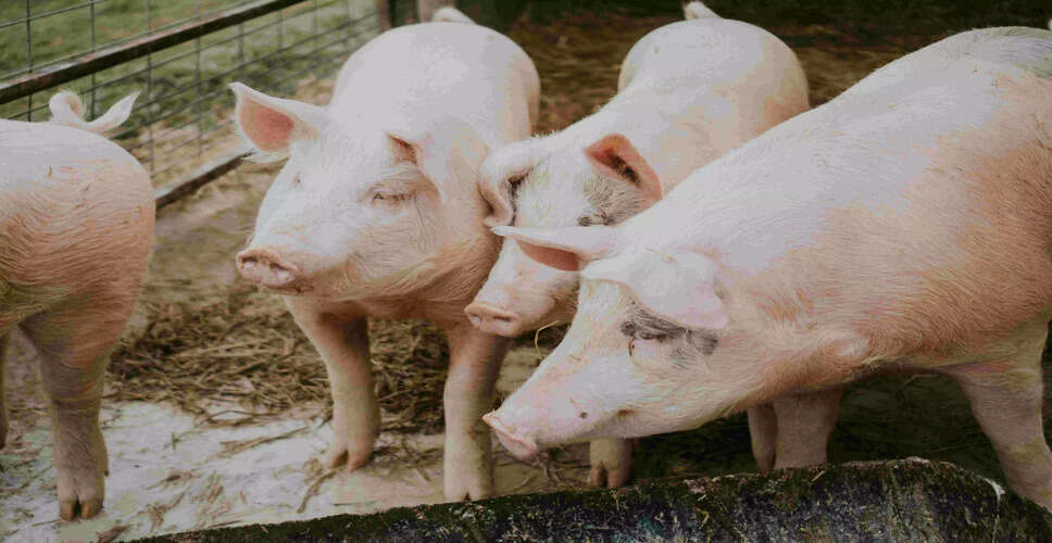 Morigaon District Declares Daponibari Village as African Swine Fever Epicenter