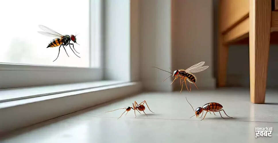 Effective Home Remedies to Keep Pests Away