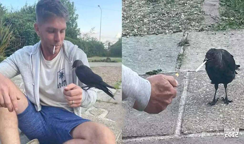 Unusual Friendship: A Man and a Crow Bond Over Cigarettes