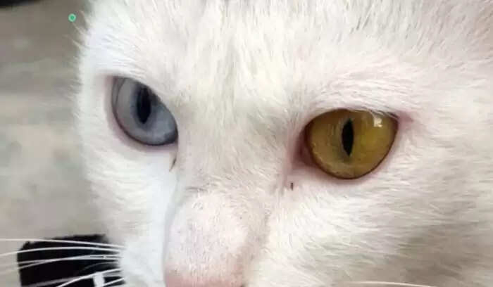 Discover the Rare Cat That Could Make You Rich