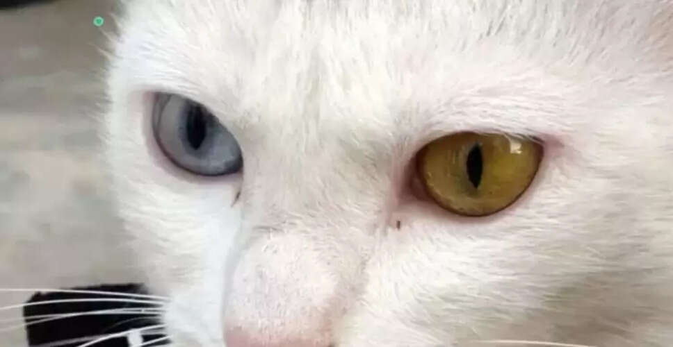 Discover the Rare Cat That Could Make You Rich