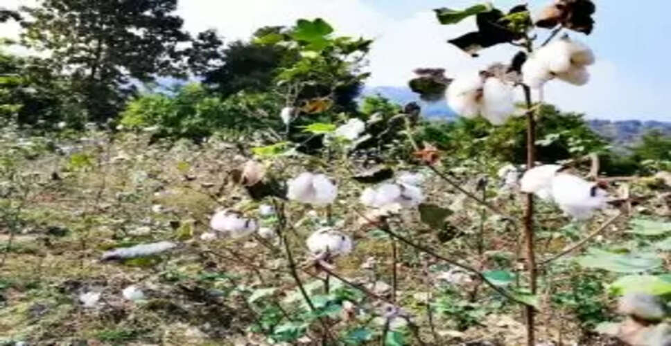 Kalahandi Cotton Farmers Face New Registration Rules: What You Need to Know