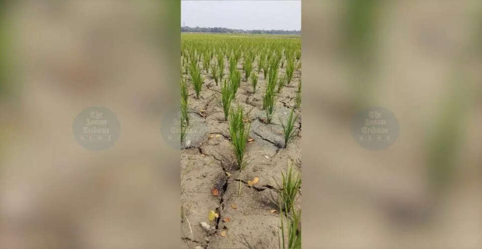 Severe Rainfall Deficit Hits Nalbari District, Affecting Agriculture and Fisheries