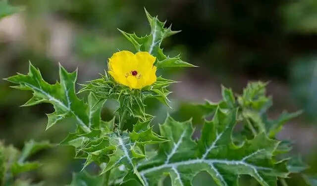 सत्यानाशी: एक चमत्कारी पौधा जो स्वास्थ्य के लिए वरदान है