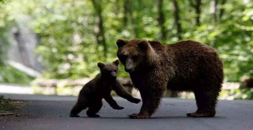 Surge in Bear Attacks in Japan: 27 Injured or Killed This Fiscal Year