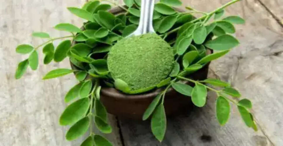 The Health Benefits of Moringa Leaves: A Natural Superfood