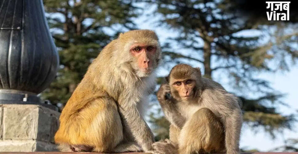 Former MLA Faces Legal Trouble Over Monkey Death in Badaun