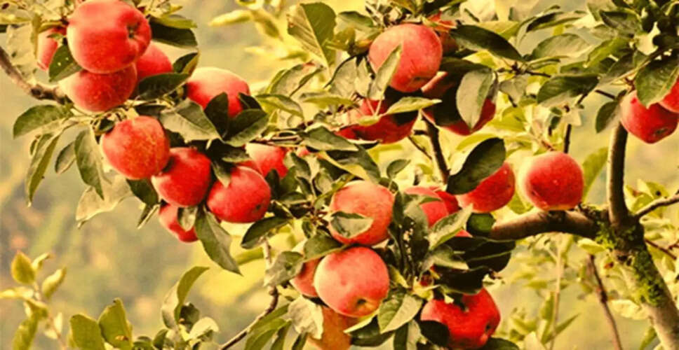 Top Fruits to Enjoy During the Monsoon Season