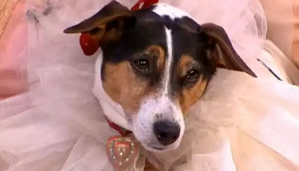 Woman Marries Dog After Divorce, Claims to Be Happier