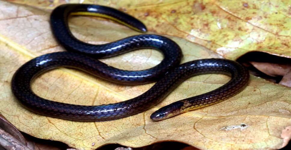 New Species of Reed Snake Discovered in Mizoram