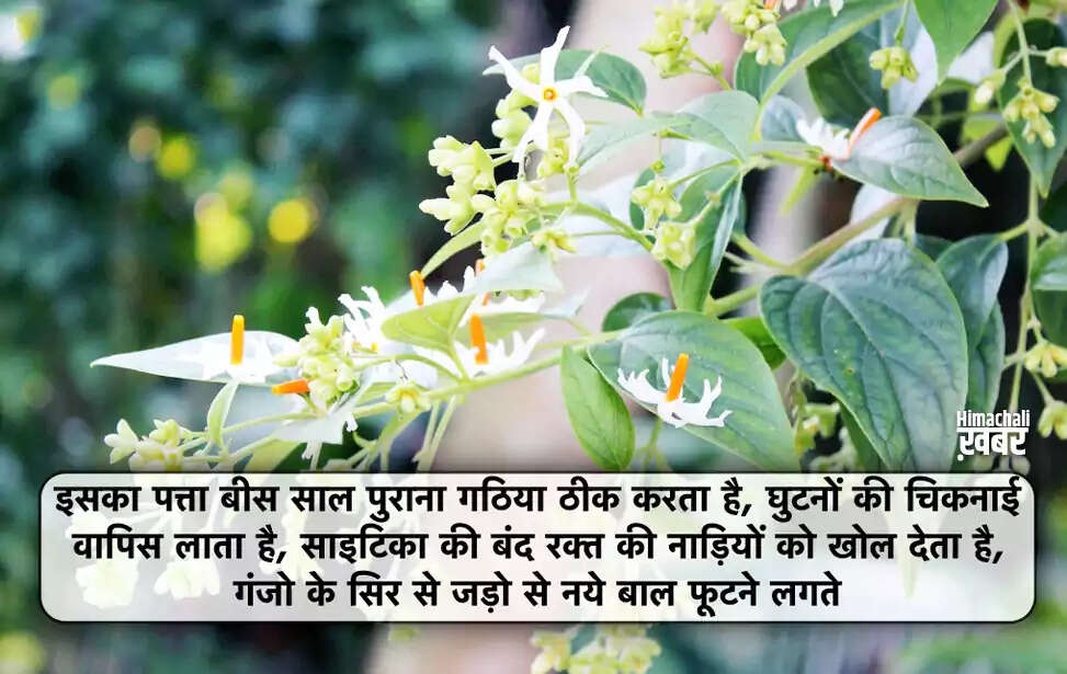 Exploring the Wonders of Parijat: Benefits and Uses