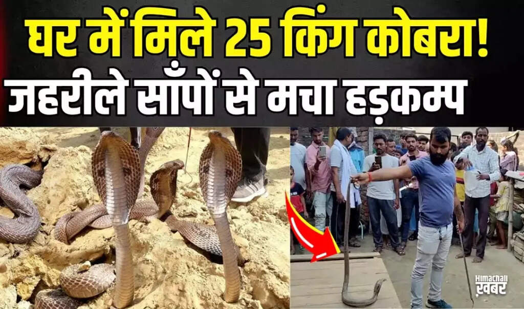 Surprising Discovery of Cobras in Kushinagar Home