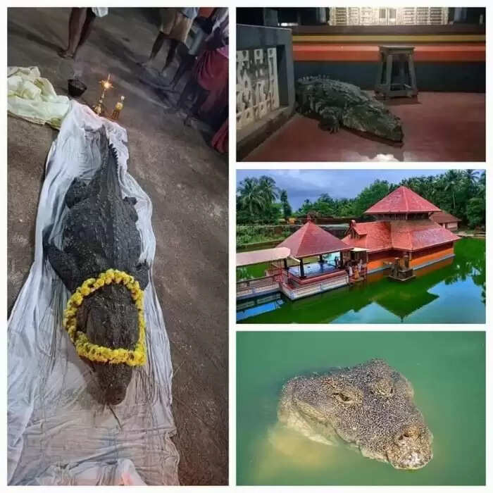 Kerala's Beloved Vegetarian Crocodile Passes Away