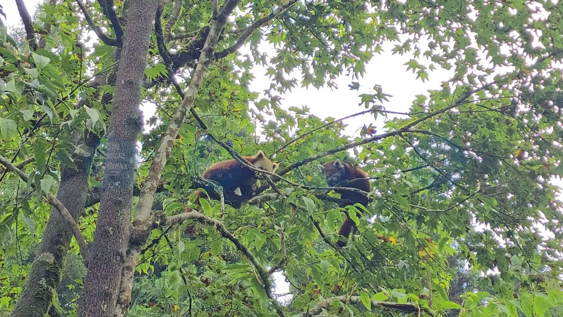 Hope for Red Pandas: Five Cubs Born in Sikkim's Himalayan Zoological Park