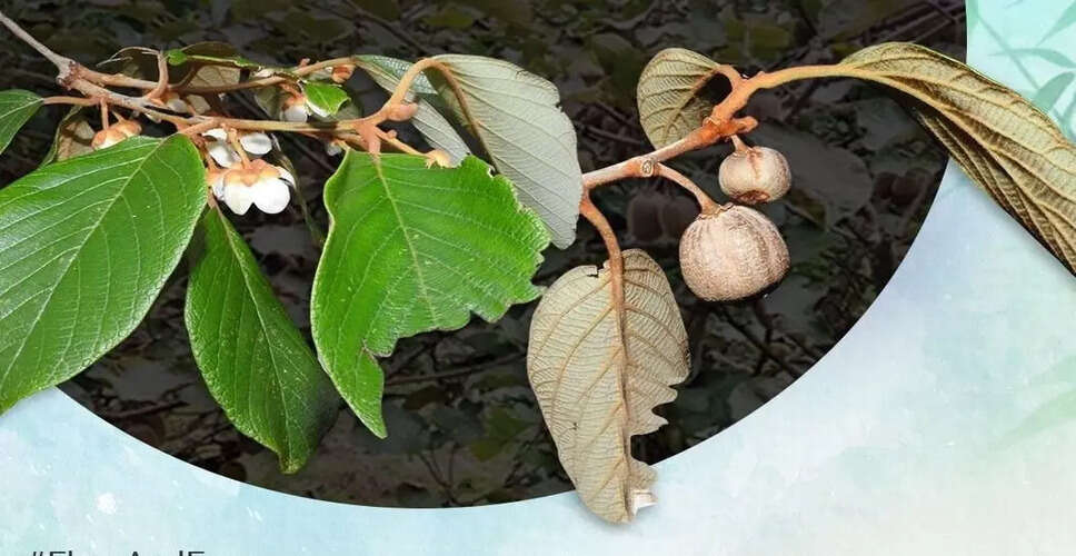 New Wild Kiwi Species Discovered in Arunachal Pradesh