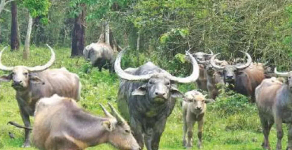 Historic Translocation of Wild Water Buffaloes from Kaziranga to Kanha