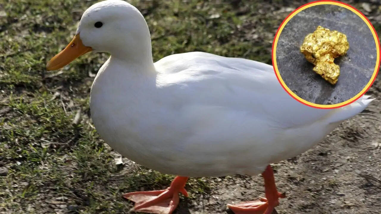 चीन में बत्तख ने मालिक को बनाया करोड़पति, पेट से निकला सोना