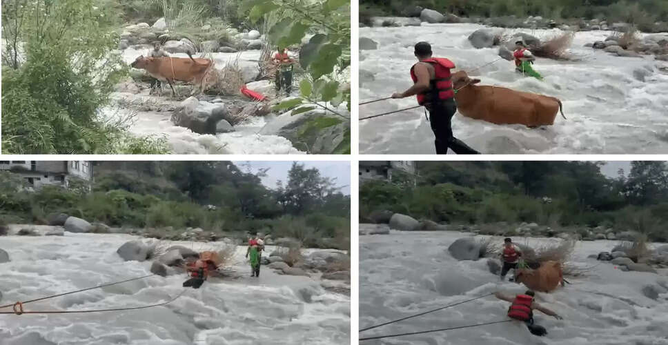 Successful Rescue of Cow Trapped in Himachal Pradesh Stream
