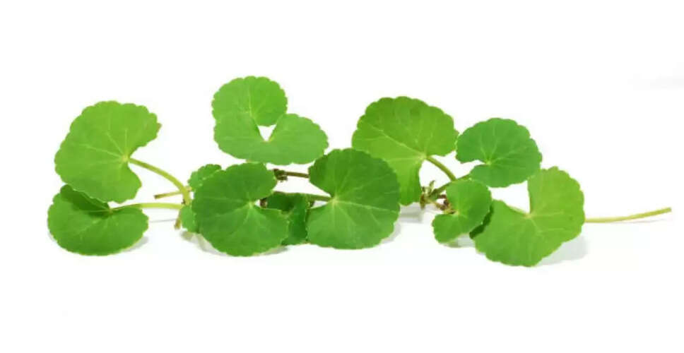 The Debate Over Brahmi: Traditional Remedy or Unproven Supplement?