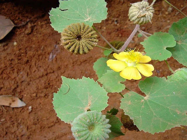 Discover the Healing Powers of Atibala: A Miracle Herb