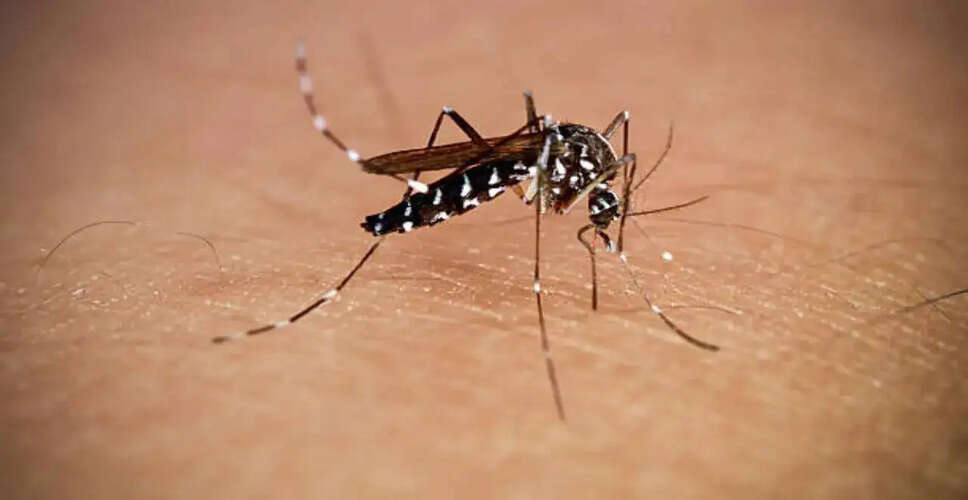 Google's Ambitious Plan to Release Millions of Lab-Bred Mosquitoes to Combat Diseases