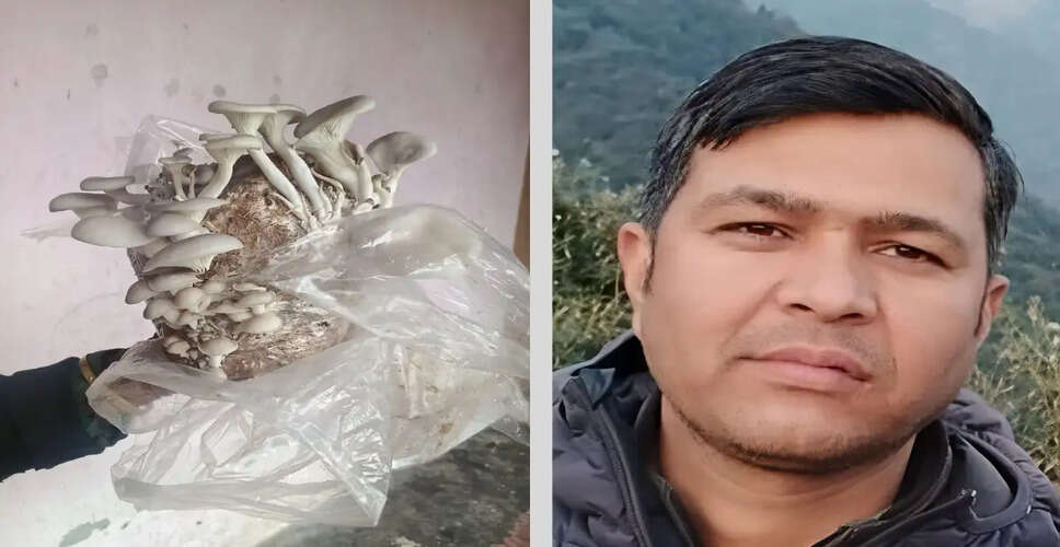 Young Farmer's Mushroom Venture Highlights Opportunities and Challenges in Chohar Valley