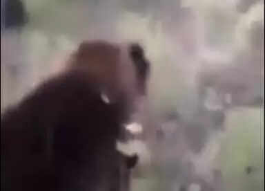 What Happens When a Man Kicks a Grizzly Bear? The Shocking Viral Video!